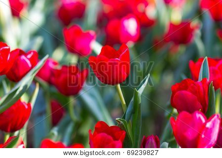 Beautiful tulips flower in the garden .