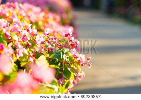 Beautiful begonias flower