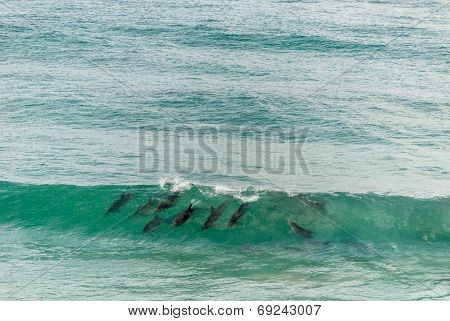 Dolphins riding the waves