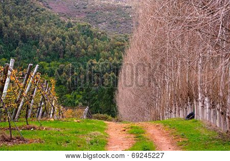 Winter in Franschhoek