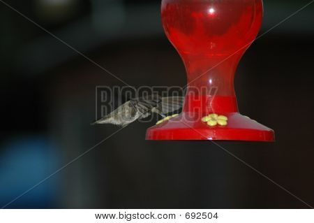 Colibrí comiendo