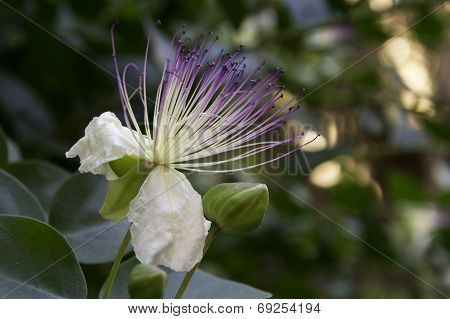 Caper flower (Capparis spinosa) bloomed out