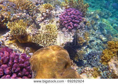 coral reef