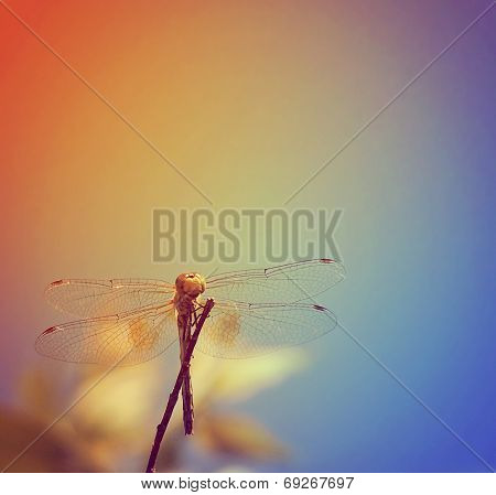  a dragonfly isolated on a soft background toned with an instagram like filter