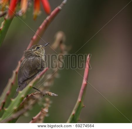 Chiffchaff sits in the agave flower