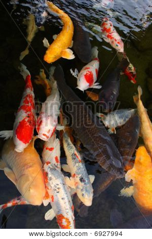 Faim carpes japonaises
