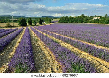 Lavender Field