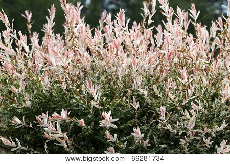 Close up of Hakuronishiki willow in garden
