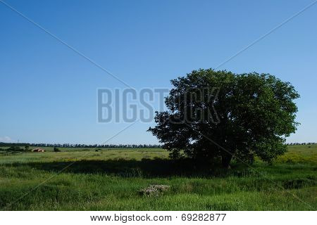 Tree And Field