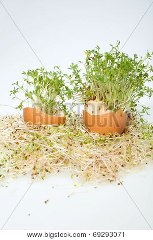 Fresh Alfalfa Sprouts and Spring Easter Egg