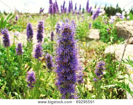 Powerful Purple