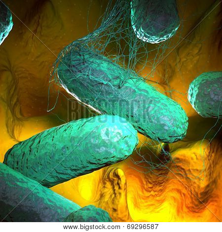 Typhoid Fever