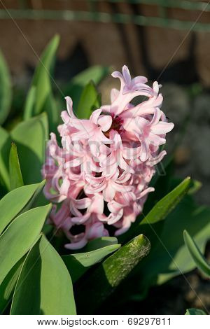 Close up of pink hyacinth in garden