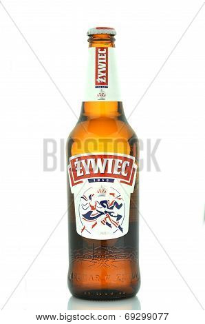 Zywiec beer isolated on white background