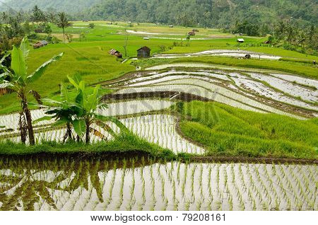Indonesia Countryside On The Sumatra Island