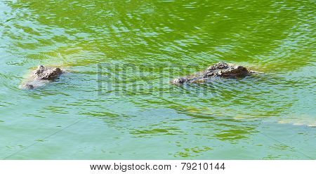 Crocodiles swimming