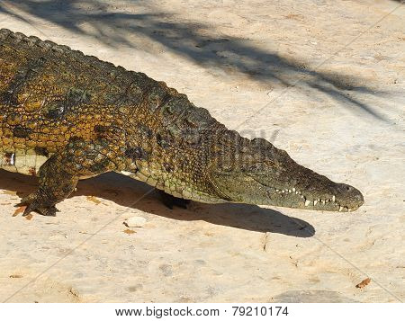 Crocodile