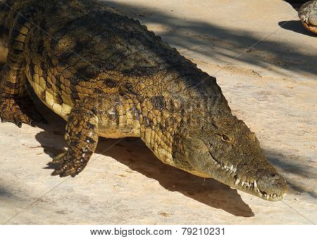 Crocodile