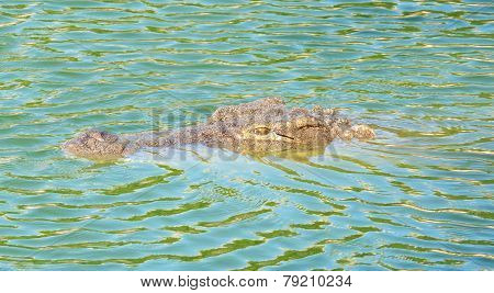 Crocodile