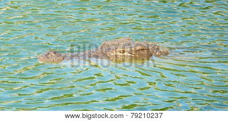 Crocodile