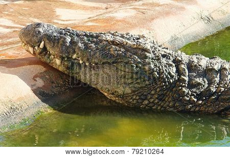 Crocodile