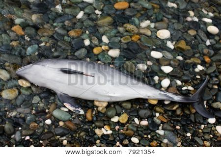 Dead Dolphin