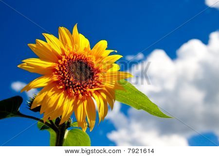 Un beau tournesol sur une journée de printemps