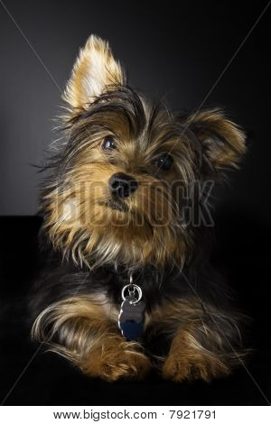 Jolie photo d'un jeune Yorkshire Terrier