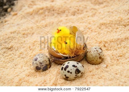 Three eggs and chickens in a nest