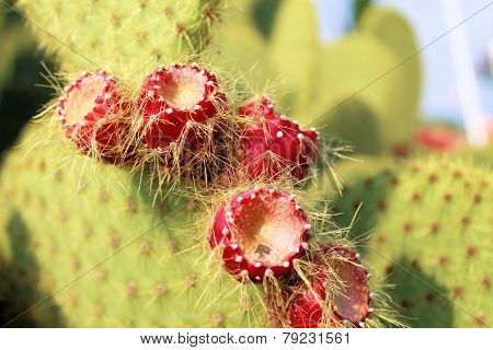 cactus