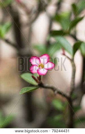 Adenium Obesum (desert Rose; Impala Lily; Mock Azalea) In Garden