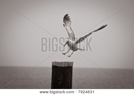 Möwe
