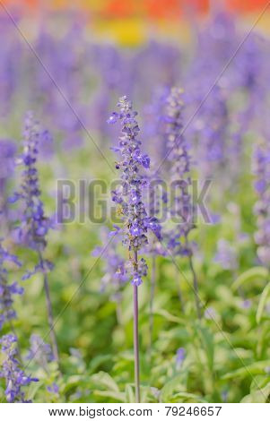 Beautiful Lobelia Blue