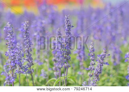 Beautiful Lobelia Blue