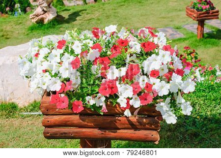 Petunia