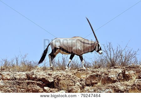 Gemsbok Against Sand Dune With Blue Sky