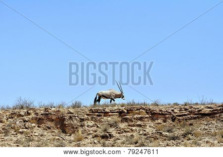 Gemsbok antelope against blue sky