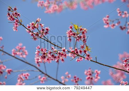 Beautiful Wild Himalayan Cherry blossom in north of Thailand