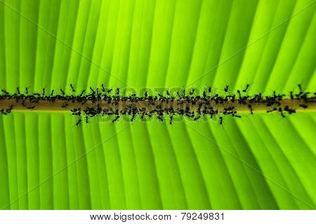 Banana Leaf And Ant .