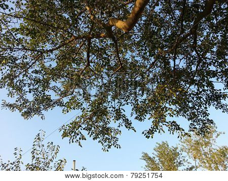 Tree branches with leaves against blue sky