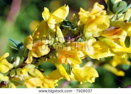 Yellow flowers
