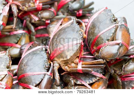 Raw Crab In Stack.