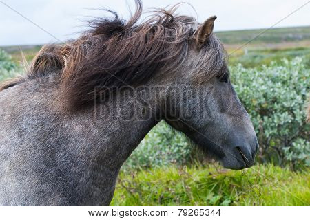 Icelandic horse