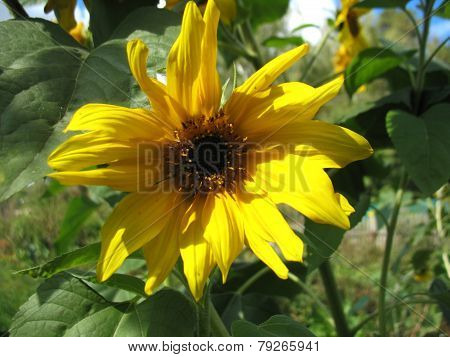 Sunflower