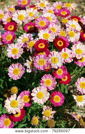 Flowers in spring
