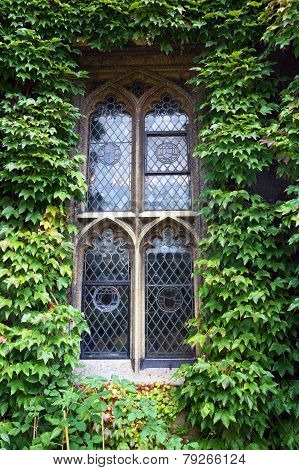Gothic window overgrown with green ivy