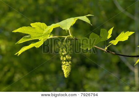 Sycamore puu kukka