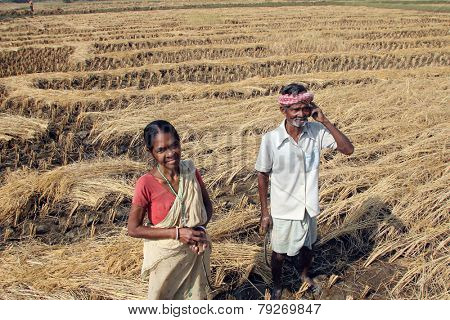 BAIDYAPUR, INDIA - DEC 02: An unidentified farmer havesting rice on rice field on Dec 02, 2012 in Baidyapur, West Bengal, India. This is partly the work of farmers in Bengal.