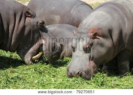 Hippopotamus