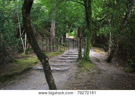 Path in Relict forest of Torc Mountain.